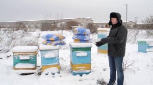 Зимовка пчел