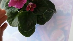 ФИАЛКА. Сорт Оптимара Милления. Optimara Millennia. Описание сорта и уход.