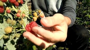 Малина сорт Зюгана))