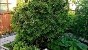 ТУЯ В СИБИРИ Выращиваем, обрезаем, укрываем Сибирская Мини Дачка