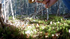 ВЛОГ #2 Сбор грибов в Карелии. Черный груздь.