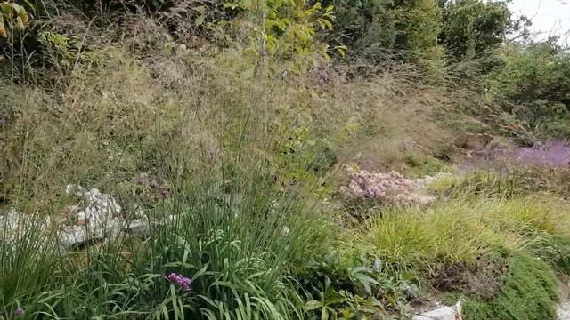 Molinia caerulea subsp arund 'Karl Foerster' смотреть онлайн