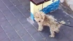 Королевская дворняжка