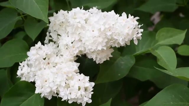 Как расцветает сирень. Автор текста Самарина-Лабиринт.