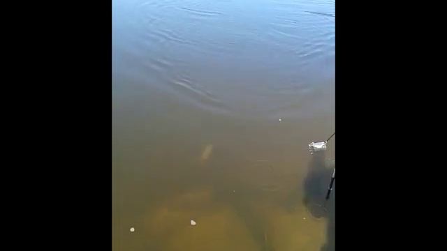 Ока под Касимовым смотреть онлайн