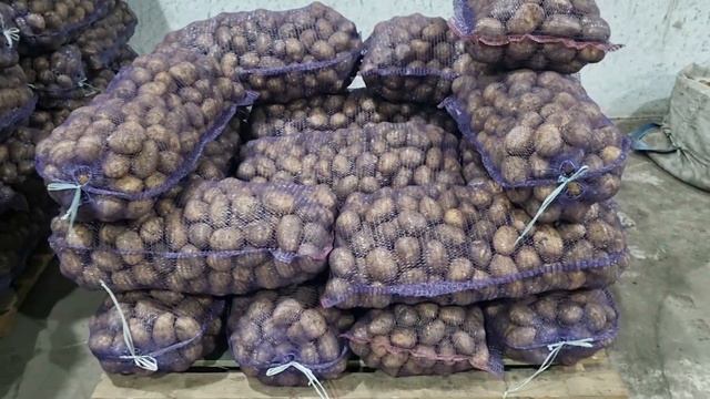 13 марта 2023 г. продолжаем отгрузку сорта картофеля Аризона +7(912)22-013-26??? смотреть онлайн