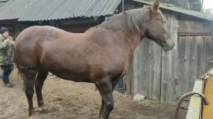 ?Покупка хорошей лошади ?по кличке Лань тяж?