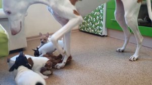 Американский той-фокстерьер щенки, поденко ибиценко