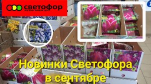 Новинки Светофора в сентябре.