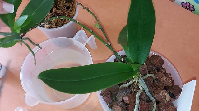 Снимаем детку с Эквестриса. Раздаю деток Эквестриса. Возможен обмен. смотреть онлайн