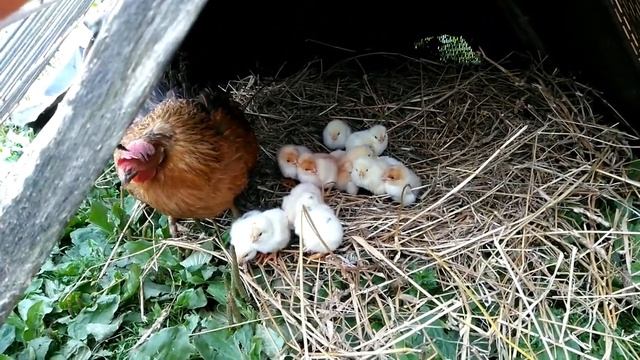 клуша высидела цыплят смотреть онлайн