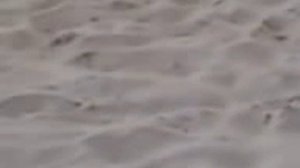 Чайки ржут на пляже чёрного моря