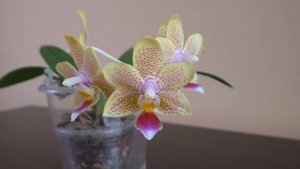 Домашнее цветение орхидеи Лаки Стар | Phalaenopsis Lucky Star