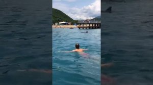 плавание с дельфинами в Чёрном Море