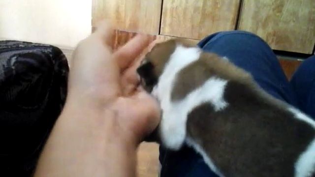 кормление новорожденного щенка самостоятельно смотреть онлайн