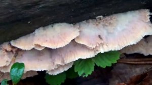 Трутовик - Русский гриб. Розовый и мохнатый.