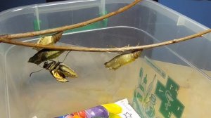 как рождается бабочка. из куколки в бабочку