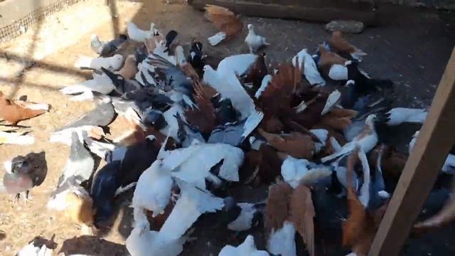 Полёт Голубей - Ставропольский Белый / Flight Of The Doves - White In Stavropol.