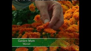 Planting Native Wildflower Varieties | Garden Style (511)