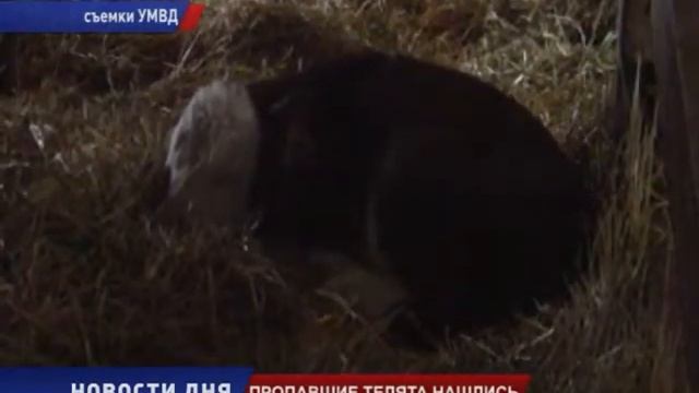 ПРОПАВШИЕ ТЕЛЯТА НАШЛИСЬ
