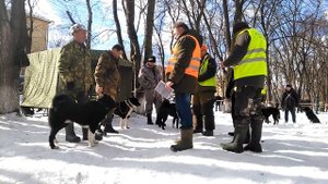 Головка ринга старших РЕЛ, кобели