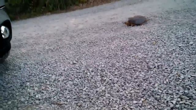 Черепаха убийца!!!Жесть! Snapping Turtle Attacks! смотреть онлайн