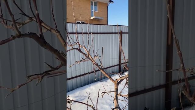 Весенняя обрезка яблонь. Сорта Мельба и Конфетное. 3 марта 2022г.