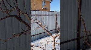 Весенняя обрезка яблонь. Сорта Мельба и Конфетное. 3 марта 2022г.