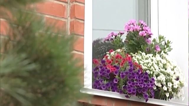 Любимые цветы в саду: монарда, петунии смотреть онлайн