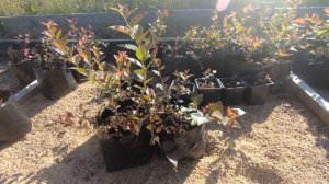 Как подготовить голубику к зиме