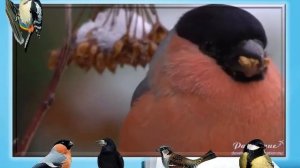 ПРЕЗЕНТАЦИЯ  "ЗИМУЮЩИЕ  ПТИЦЫ" для использования на занятии в старшей группе МБДОУ