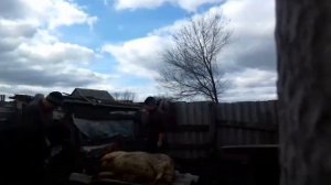 Забой свиньи!!!!!