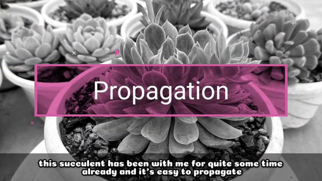 121 ECHEVERIA BRADBURIANA SUCCULENT CARE GUIDE  Succulent Care Tips 다육식물 多肉植物 Suculentas