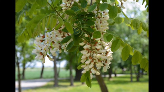 Травничество 1 лекция