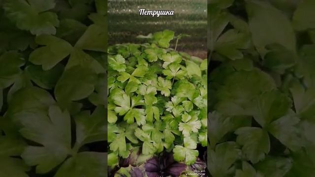 Как вырастить #МИКРОЗЕЛЕНЬ дома! #зелень, #ПП, #ЗОЖ, #витамины, #microgreen, #sprouts