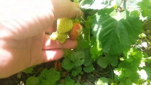 Подставки под клубнику.Спасение клубники от слизняков и гниения