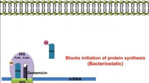 Gentamicin: Mechanism of Action