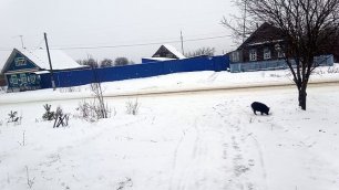 Свинки на улице Гора, в селе Нижний Шкафт.