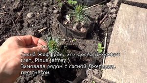 Сосны Джеффри, Джерарда, кедр Атласский через год посадки.