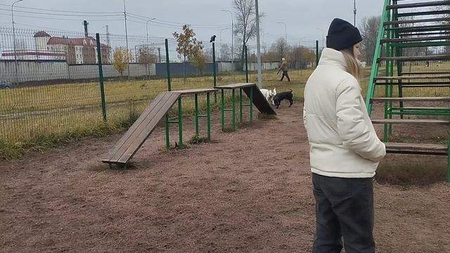 Dogs Training Зоопсихолог ? Жил Был Кинолог ? Моя Жизнь Кино ? Документальный Многосерийный Фильм