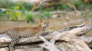 Цейлонский леопард – самый главный хищник на острове Шри-Ланка