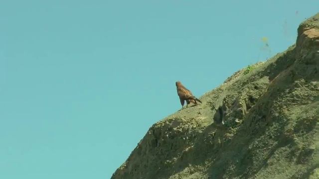 Азербайджанский Орел\Azərbaycan qartalı\Eagle of Azerbaijan смотреть онлайн