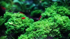 Аквариум в природном стиле / My beautiful nature aquarium