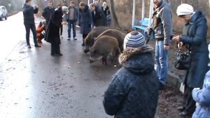 Гармония. Кушская коса, Калининград