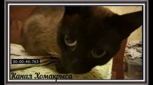 Ультразвук Звук для кошек и собак Раздражающие неприятные мерзкие противные звуки