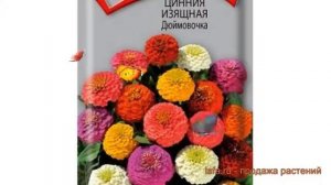 Цинния изящная Дюймовочка (dyuymovochka) ? Дюймовочка обзор: как сажать, семена циннии Дюймовочка