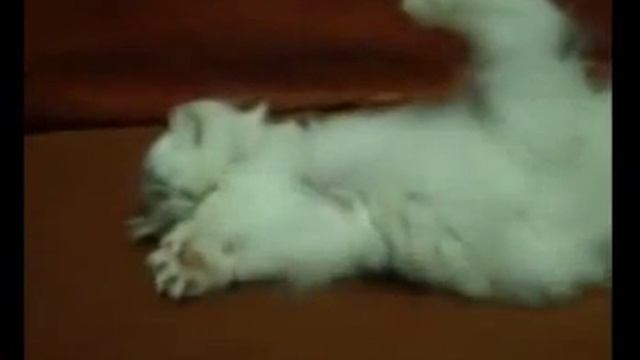 Котята спят :-) смотреть онлайн