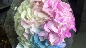 Rainbow Hydrangea Dyeing Time Lapse