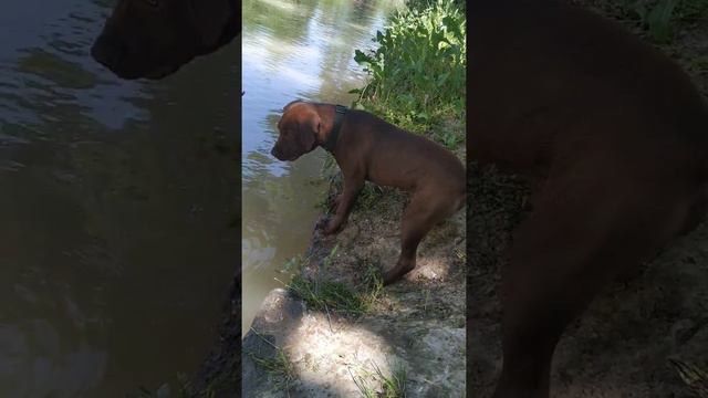 Американский Питбуль терьер. Щенок боится воды смотреть онлайн