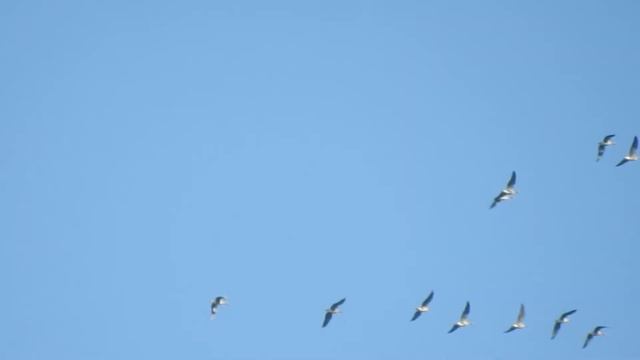 Возвращаются гуси смотреть онлайн